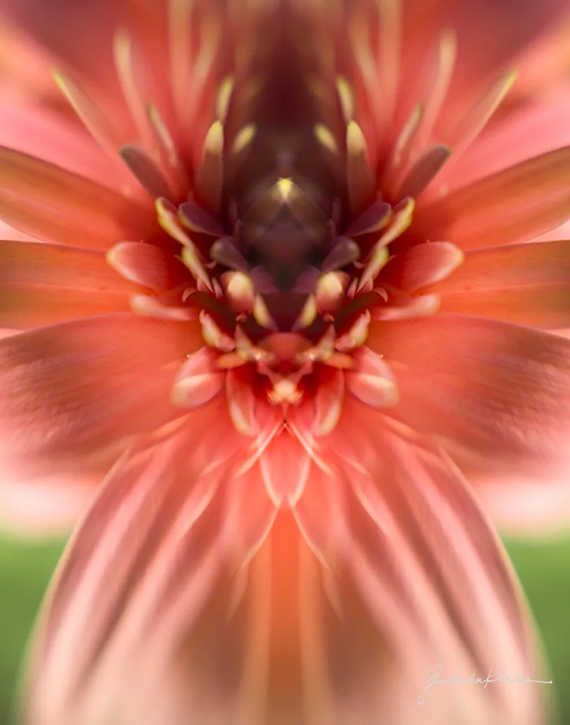 In Full Bloom — a mirrored Visual Meditation